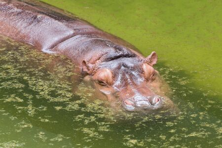 Hippo floating in dirty green water pool