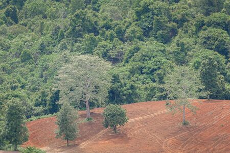 Aerial view on dried green forest with part of reclaim land which cleared by farmer for agriculture.の写真素材