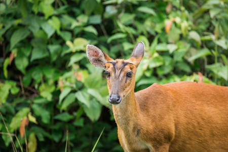 Close focus on head of wild deer looking forward when hearing strange kind of sound. It stood in front of green tree in tropical forest of Thailand.の写真素材