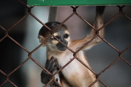 Abstract of imprison from close focus on young monkey climbing on iron cage in dark tone colorの写真素材