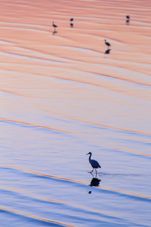 Vertical scene of egret walking on colorful water surface during golden hour in morning.の写真素材