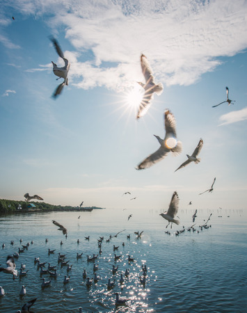 Blurry movement of flying seagulls in the air to fight for feeding food. Cloudy blue sky and ocean as background.の写真素材