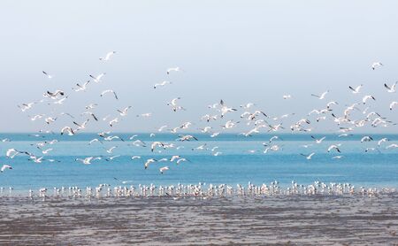 Group of seagulls fly over wet clay surface due to water decrease near wetland beach on overcast...