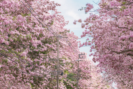 Pink Tabebuia rosea flower on top of tree which blooming in summer. In Thailand called Chompoo Pantip or Thailand Sakura.の写真素材