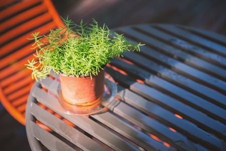 Close focus on green tree in small pot with sunlight on table and space in low key tone.の写真素材