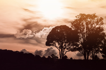 Silhouetted forest and tree with cloudy warm orange sky cover sun in behind before sunset time.の写真素材