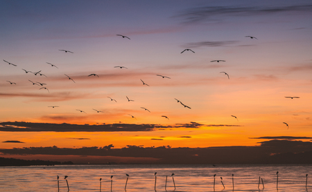 Morning scene of flying seagulls over sea surface at Bangpu, Samutprakarn of Thailand. Seagulls come to this place every winter season.の写真素材