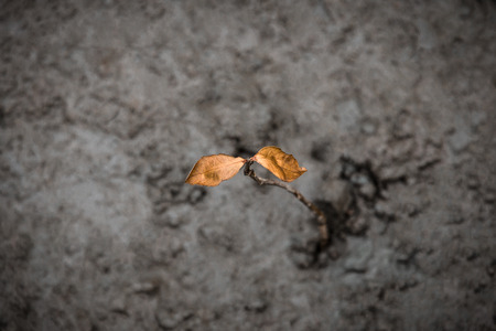 Top view on dying mangrove tree which leaves turning brown. Tree branch growing from wet soil of mud swamp.の写真素材