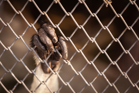 Close up on monkey black hand which fingers hanging on rust iron cage with blurry dark background.の写真素材