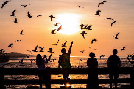 Samutprakarn, Thailand - December 2, 2018: Silhouette scene of people watching and feeding flying seagulls at sunrise.のeditorial素材