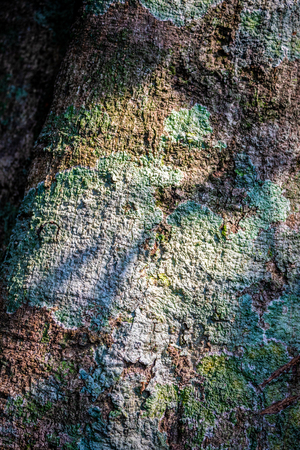 Abstract nature surface of rough tree bark in different colors from dry lichen touching sunlight in tropical forest.の写真素材