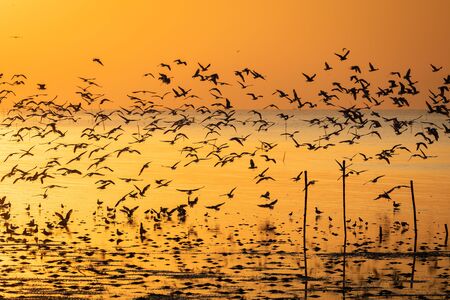 Silhouetted seagulls flying together over beach surface at sunrise.の写真素材