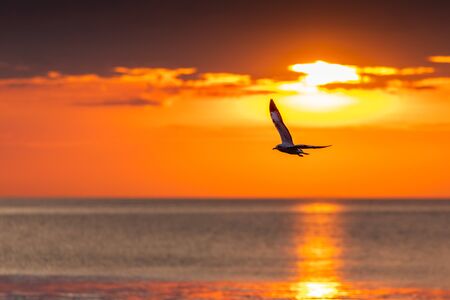 Silhouetted seagull flying freedomly with cloudy orange sky at sunrise.の写真素材