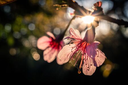 Closeup on blooming pink sakura flowers in dark scene touching sunlight.