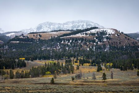 Foggy mountain and pine forest in Yellowstone National Park, Wyoming, USA.の写真素材