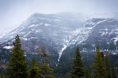 Foggy mountain and pine forest in Yellowstone National Park, Wyoming, USA.