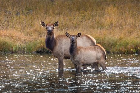 Deers standing in middle of shallow river and looking around to escape from dangerous animals in woods of Yellowstone National Park, Wyoming, USA.の写真素材