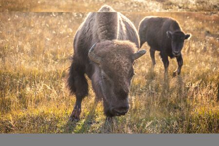 Portrait of american bison with brown furry walking around and eating dry grass on field of...