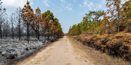 Landscape of walkway in middle of trees and bushes burned by wildfire in tropical rainforest of Phu...
