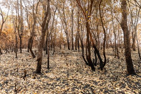 Landscape of trees and bushes burned by wildfire in tropical rainforest of Phu Kradueng national park, Loei, Thailand.の写真素材