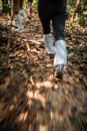 Motion blur technique of walking legs in speed covered by white long socks on tropical forest trekking trail to protect animal on ground and injury.の写真素材
