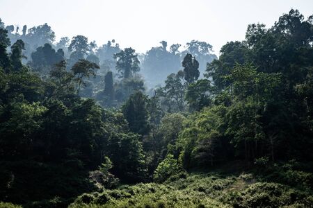 Landscape of tropical rainforest, haze cover green area in morning after moisture touching heat of...