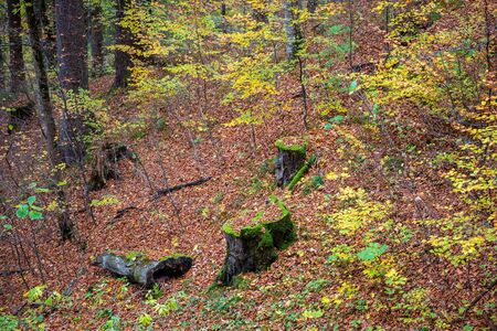 Cutting trees on hill slope covered by red leaves in autumn.の写真素材