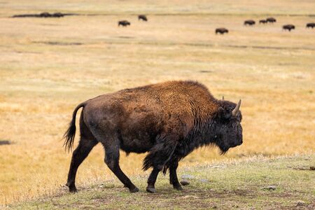 American bison on hill slope and its herd on grassy valley in natural park.