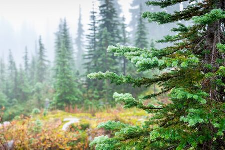 Close focus on icy green branches of pine tree during winter season inside pine woods.の写真素材