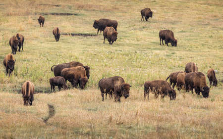 Masses of american bisons eating grass on grassy valley in natural park.