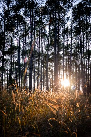 Natural scene of sunlight shining on flower grass in pine wood.