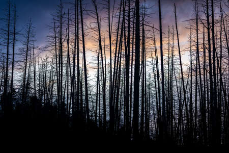 Dramatic scene of twilight sky with silhouetted dead trees.の写真素材