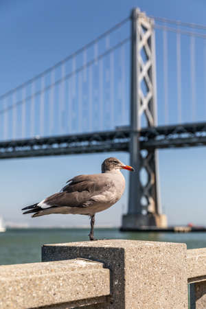 Grey seagull stands on wall by one leg by the sea with blurry background of San Francisco - Oakland Bay bridge, California, USA.の写真素材