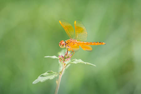 Close focus on orange dragonfly standing on top of small tree branch with blurry green background.の写真素材