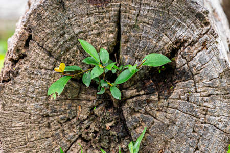 Abstract of natural scene of growing green tree from center of dying brown wood log.の写真素材