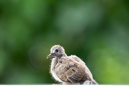 Close focus on head of baby dove after birth with blurry green woodland.の写真素材