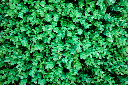 Close focus on small artificial green leaves in outdoor wall of garden.