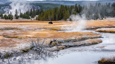 Hot zone near flowing river through orange grass field with sulphur smoke and walking american bison inside Yellowstone national park, Wyoming, United states.の写真素材
