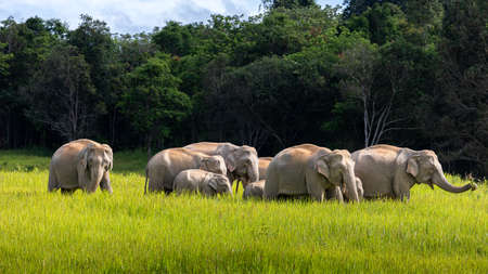 Wild elephant family walking and eating small trees and bushes in green grass field of tropical rainforest on sunny day, Thailand.の写真素材