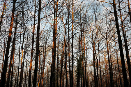 Drought natural scene of dying pine trees without leaves touching orange sunlight inside tropical...