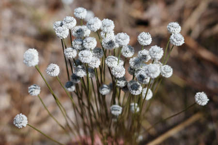 Close focus on white fluffy flowers called plains blackfoot growing from grass bushes in tropical...