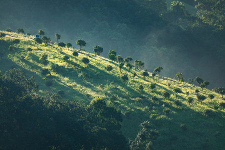 Mountain slope with bushes and trees touching sunlight covered by fog.の写真素材