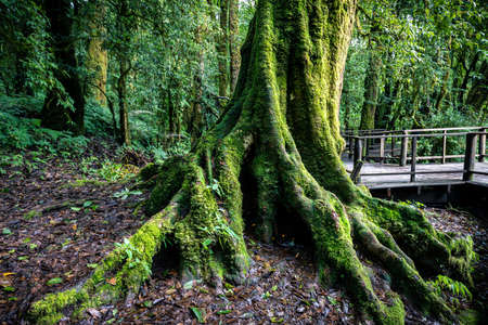 Trunk and roots of old big tree covered by green moss inside tropical rainforest of Thailand.