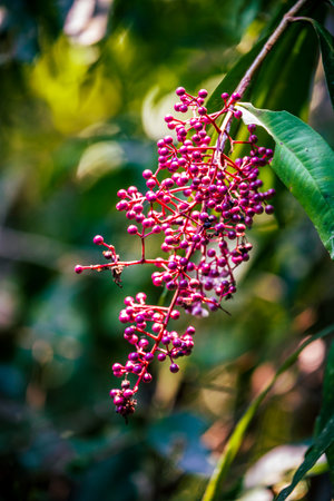 Bunch of wild berries on branch inside tropical rainforest.の写真素材