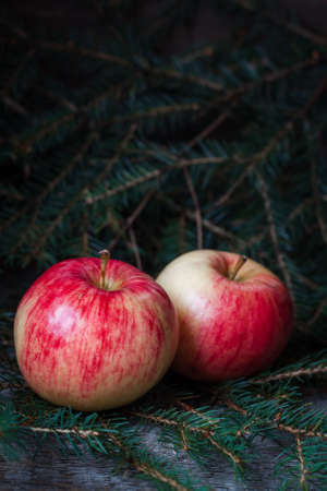 Red and yellow apples on the branches of the spruce, wooden backgroundの写真素材