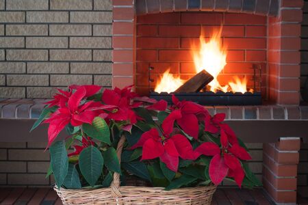 Poinsettia flowers isolated in vintage basket, fireplace, brick wall, romance. Copy spaceの写真素材