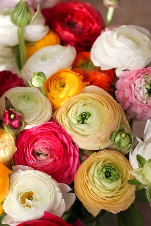 RANUNCULUS BULBOSUS, spring colorful bunch of flowers, womens day postcard concept, toned.の写真素材