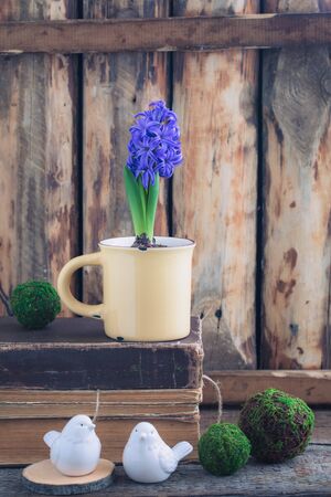 Blue or vioet spring hyacinth in the cup and old books over the wooden background. Easter postcard concept. Toned.の写真素材