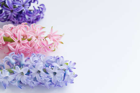 Blue, violet and pink hyacinths isolated on white background. Spring or March 8 poscard concept. With a copyspace.の写真素材