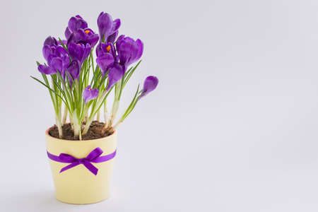 Violet Crocus in yellow pot with a ribbon. Isolated. Spring or Easter postcard concept.の写真素材